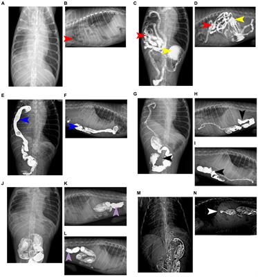 Case report: Diagnosis and surgical treatment of delayed traumatic diaphragmatic hernia with hepatothorax and enterothorax in a small dog